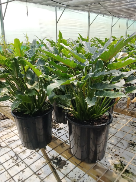 Philodendron Xanadu (Xanadu Philodendron)