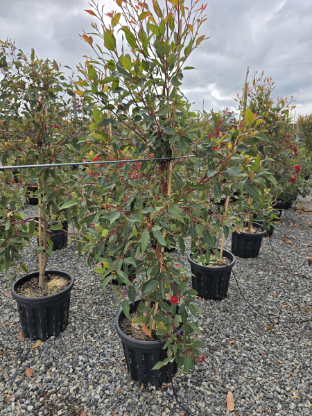 Corymbia Ficifolia (Wildfire Flowering Gum)
