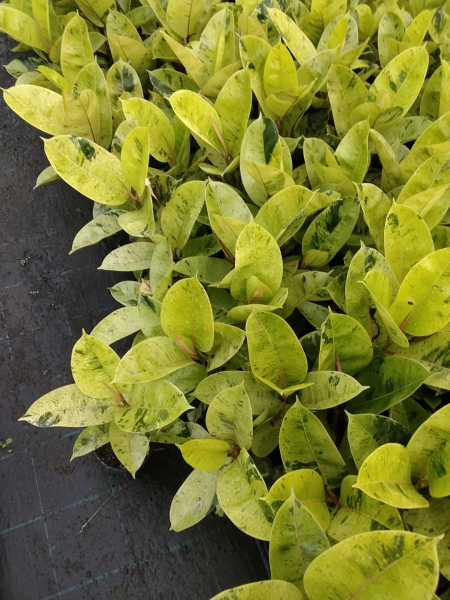 Ficus Elastica 'Shivereana' (Shivereana Rubber Plant)