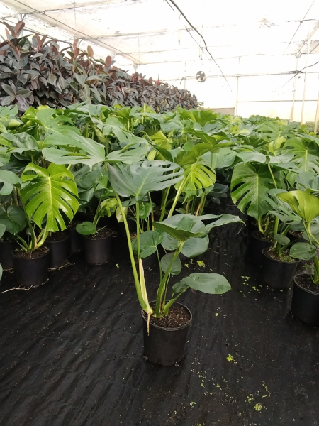 Monstera Deliciosa (Swiss Cheese Plant)