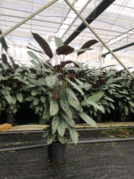 Ctenanthe setosa (Never Never Plant)