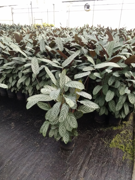Ctenanthe setosa (Never Never Plant)