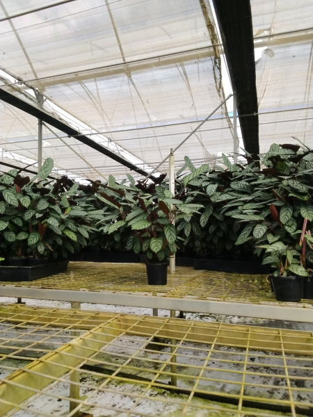 Ctenanthe setosa (Never Never Plant)