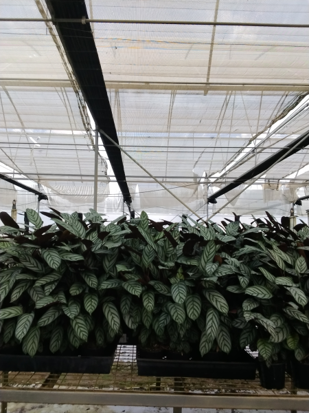 Ctenanthe setosa (Never Never Plant)