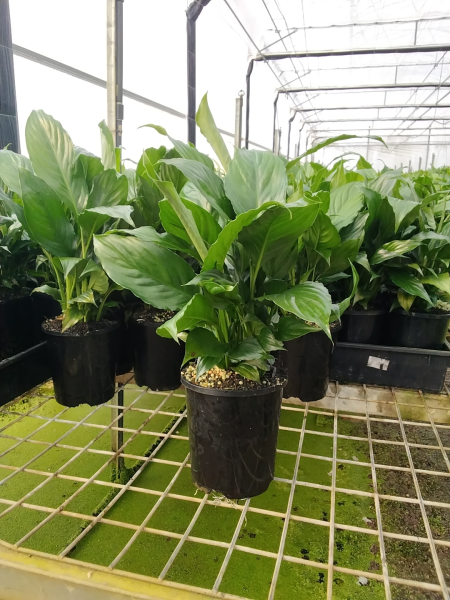 Spathiphyllum Wallisii (Flower Bunch)