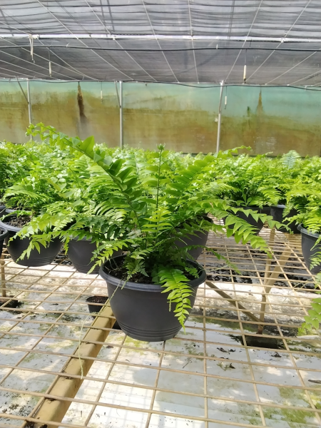 Nephrolepis Biserrata (Macho Hanging Baskets)