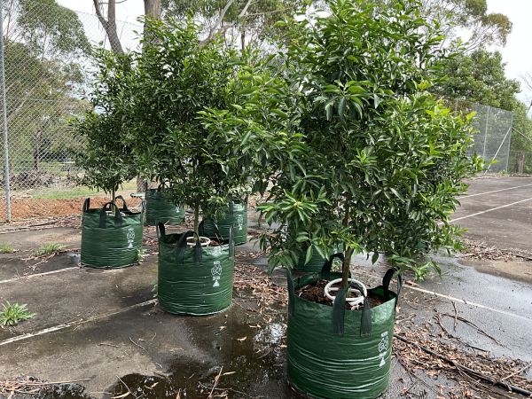 Citrus Reticulata ‘Imperial’ (Mandarin)