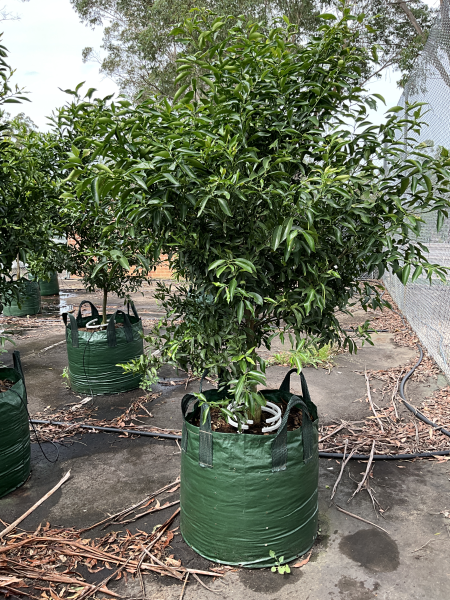 Citrus Reticulata ‘Imperial’ (Mandarin)