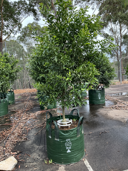 Citrus Reticulata ‘Imperial’ (Mandarin)