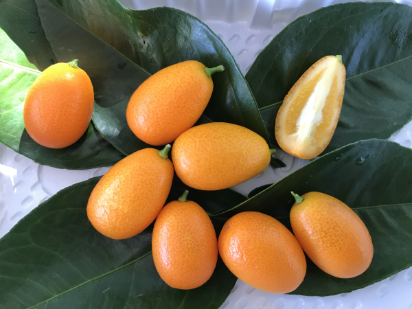 Citrus Japonica ‘Nagami’ (Nagami Kumquat)