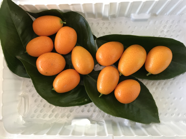 Citrus Japonica ‘Nagami’ (Nagami Kumquat)