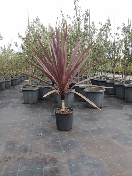 Cordyline Australis (Red Sensation)