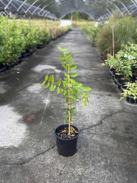 Lagerstroemia Natchez (Crepe Myrtle)