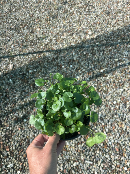 Dichondra Repens (Kidney Weed) CLEARANCE