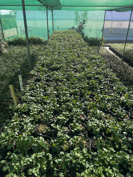 Dichondra Repens (Kidney Weed) CLEARANCE