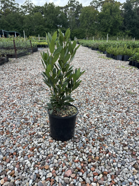 Laurus Nobilis (Bay Leaf)
