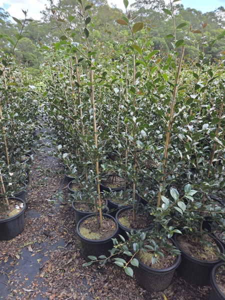 Camellia Sasanqua 'Early Pearly'