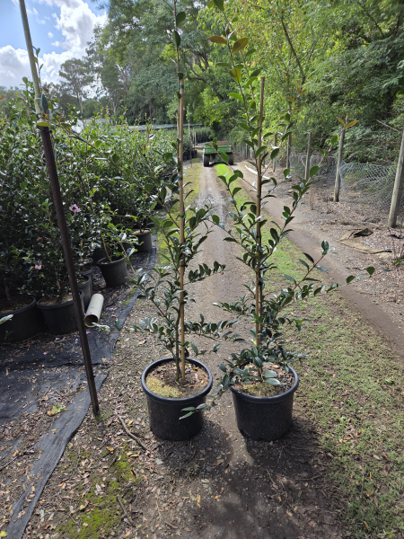 Camellia Sasanqua 'Early Pearly'