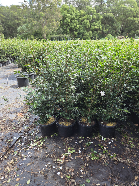Camellia Sasanqua 'Pure Silk'