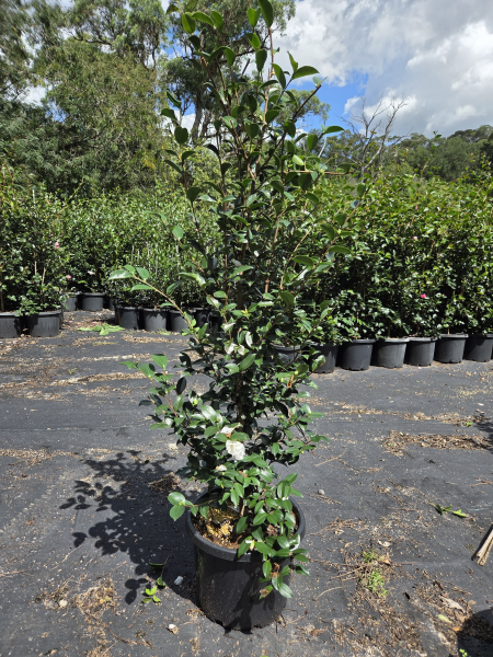 Camellia Sasanqua 'Pure Silk'