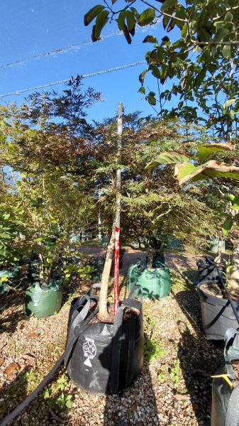 Acer Palmatum ‘ Dissectum Atropurpureum’ (weeping)