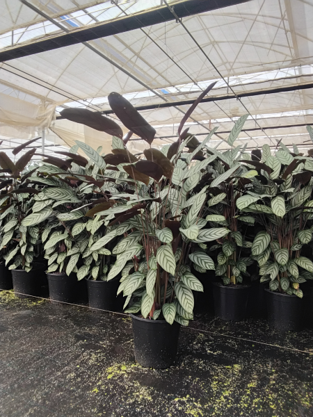 Ctenanthe setosa (Never Never Plant)