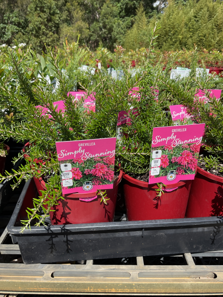 Grevillea Juniperina × Lanigera ‘Simply Stunning’ (Simply Stunning Grevillea)
