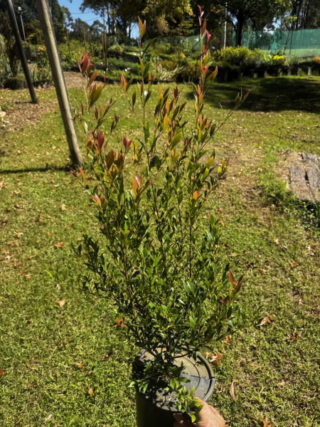 Acmena Smithii ‘Forest Flame’ (Forest Flame Lilly Pilly)