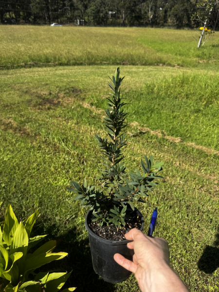 Callistemon Viminalis ‘Little John’ (Little John Bottlebrush)