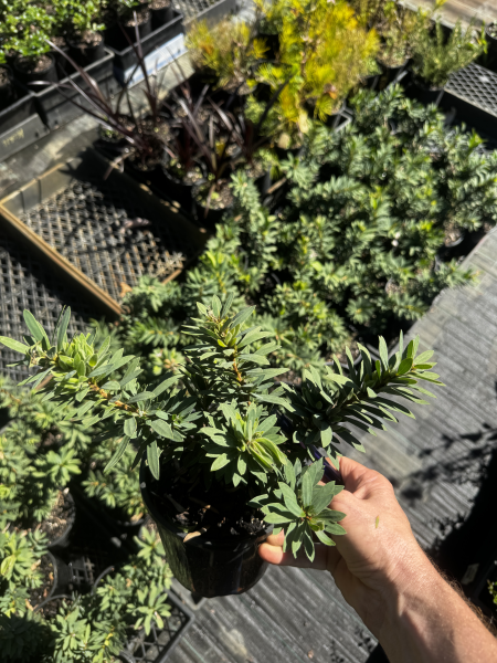 Callistemon Viminalis 'Little Silver' (Weeping Bottlebrush)