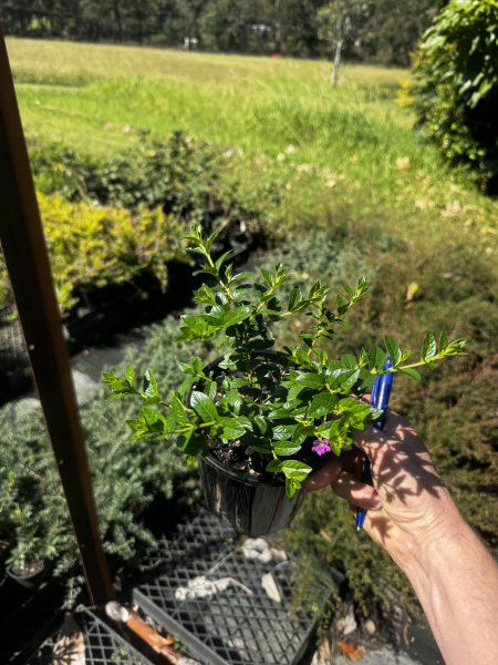 Cuphea Hyssopifolia ‘Rob’s Mauve’ (Mexican False Heather)