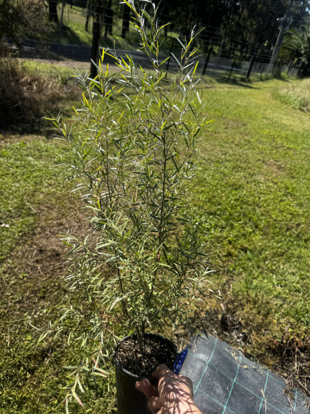 Leptospermum brachyandrum 'Silver' (Silver Weeping Tea Tree)
