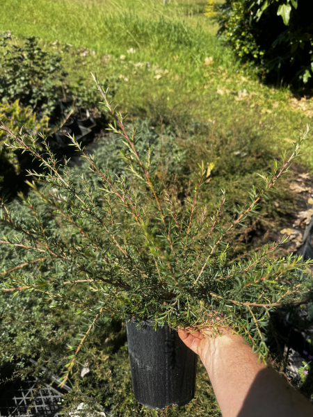 Leptospermum flavescens ‘Cardwell Pink’