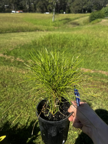 Lomandra Confertifolia ‘Little Con’