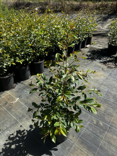 Syzygium Australe ‘Resilience’ (Resilience Lilly Pilly)