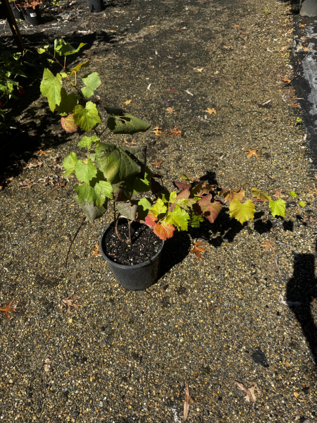 Vitis Vinifera (Grape Vine)