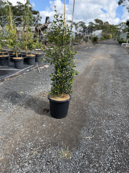 Syzygium Australe ‘Resilience’ (Resilience Lilly Pilly)