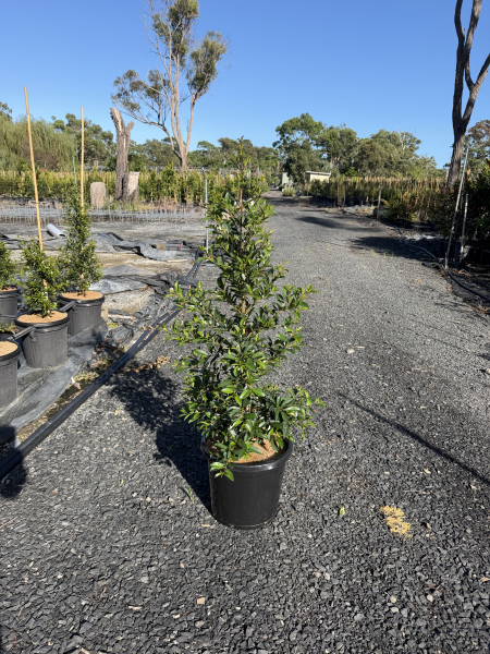 Syzygium australe ‘Superior’ (Psyllid Free Lilly Pilly)