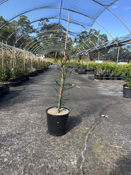 Tristaniopsis Laurina (Luscious®)