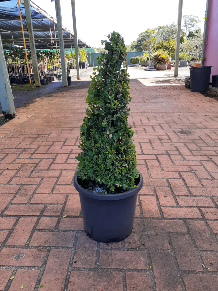 Buxus Microphylla Japonica (Japanese Box Topiary Cones)