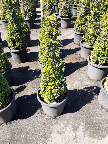 Buxus Microphylla Japonica (Japanese Box Topiary Cones)