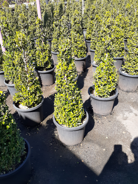 Buxus Microphylla Japonica (Japanese Box Topiary Cones)