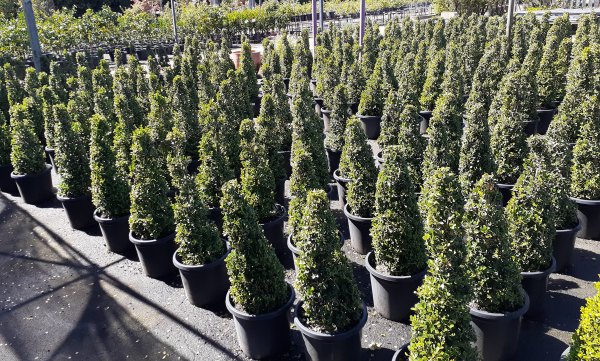 Buxus Microphylla Japonica (Japanese Box Topiary Cones)