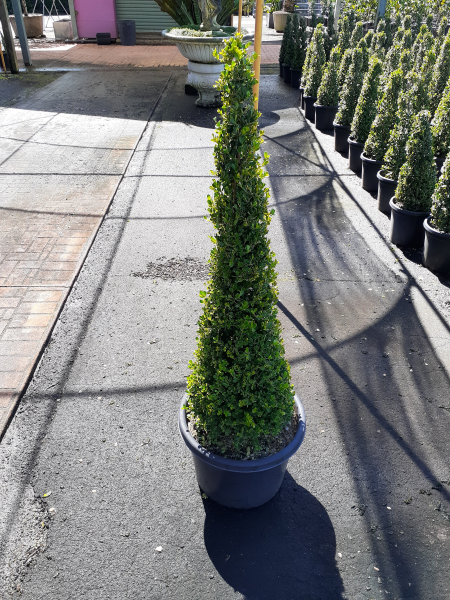 Buxus Microphylla Japonica (Japanese Box Topiary Cones)