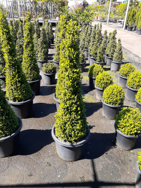 Buxus Microphylla Japonica (Japanese Box Topiary Cones)