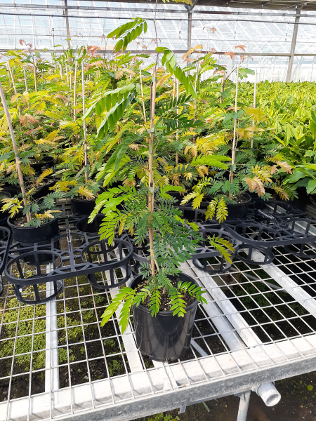 Calliandra haematocephala (Red Pom Pom)