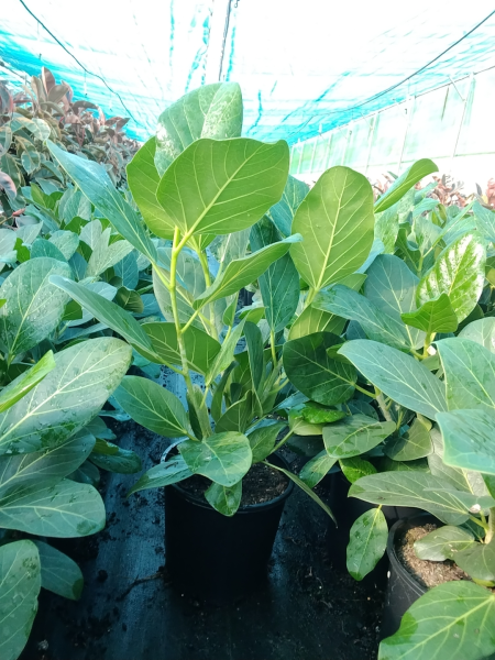 Ficus Benghalensis (Audrey)