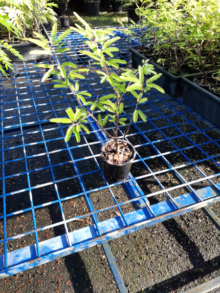 Calliandra Haematocephala 'Pink' (Pink Powder Puff)
