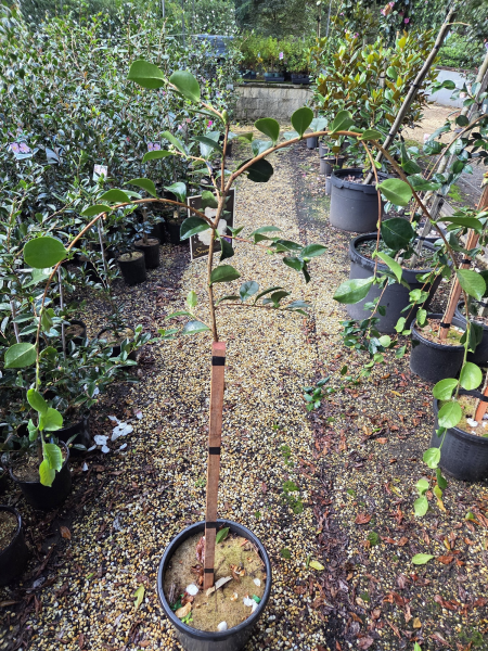 Camellia Sasanqua ‘Snow’ (Snow Camellia) Standards