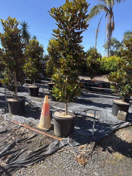Magnolia Grandiflora ‘Little Gem’ (Little Gem Magnolia)